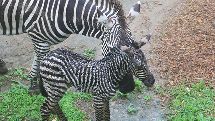 Auckland Zoo welcomes zebra foal