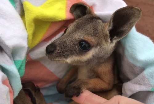 Australian Reptile Park provides second chance for orphan joey