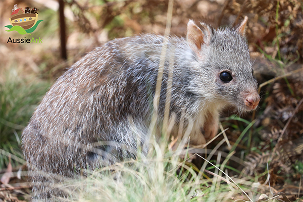 Aussie Ark team excited to release 20 Rufous Bettongs into the ‘wild’