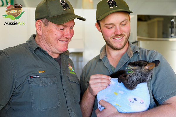 Aussie Ark transitions care of ‘famous’ Brush-tailed Rock wallaby between keepers