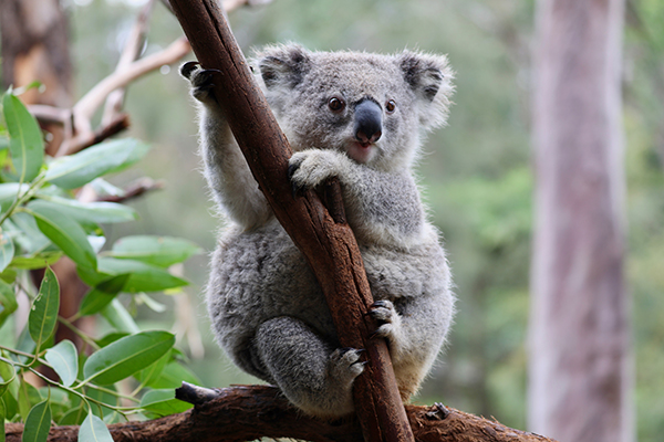 Aussie Ark spots first Koala Joey in Barrington Wildlife Sanctuary