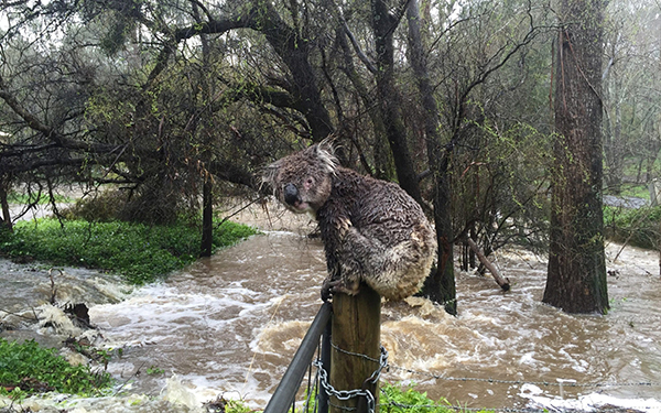 Aussie Ark launches Australian Wildlife Flood Appeal in wake of recent flood disaster
