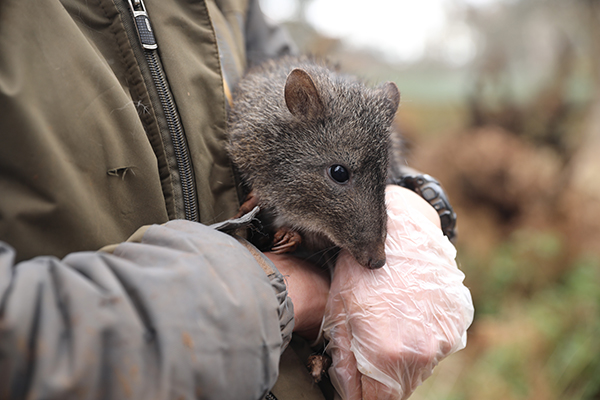 Potoroos receive final approval to return to Aussie Ark’s Barrington Wildlife Sanctuary