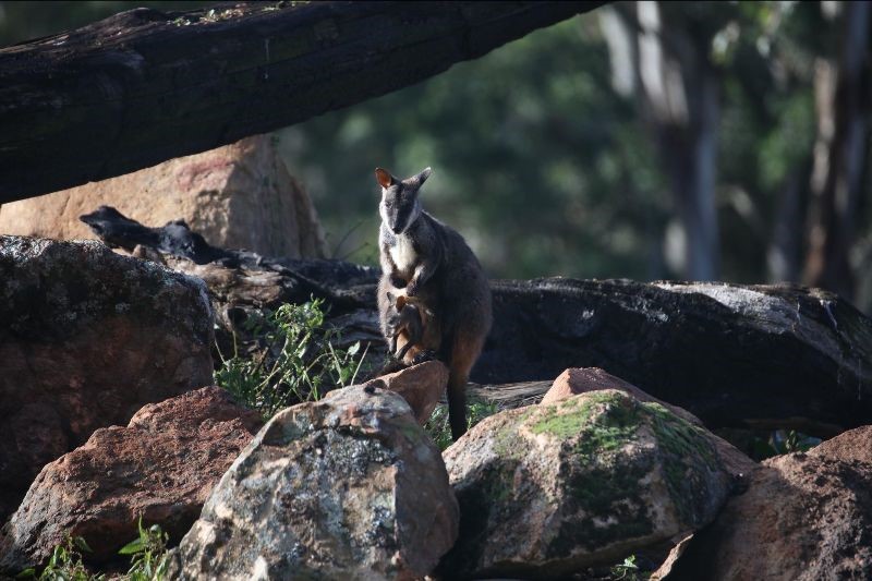 Aussie Ark celebrates birth of two Brush-Tailed Rock-Wallabies at Barrington Sanctuary