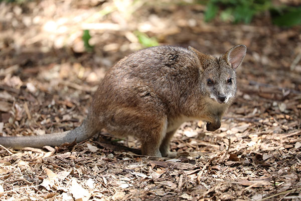 Conservation organisations support University of Newcastle threatened wallaby research
