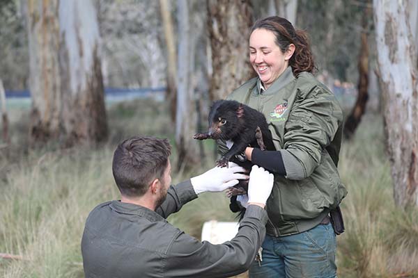 Aussie Ark celebrates Record Breaking Tasmanian Devil Breeding Season 