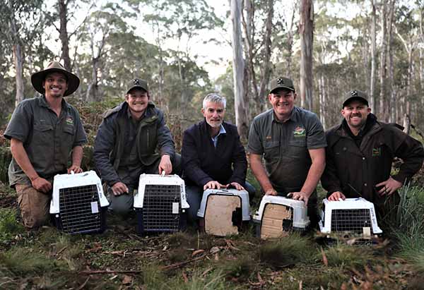 Aussie Ark releases largest number of endangered Eastern Quolls back to the wild