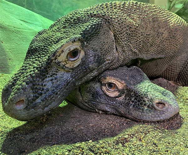 Australian Reptile Park celebrates successful mating of Komodo dragons