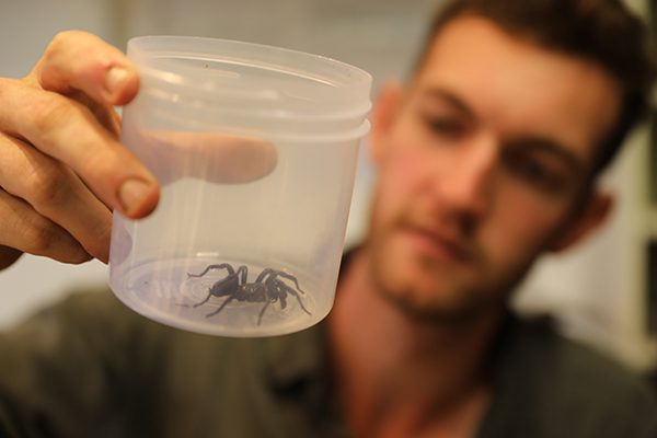 Spider venom record broken at the Australian Reptile Park