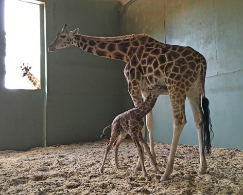Australia Zoo welcomes newborn baby giraffe