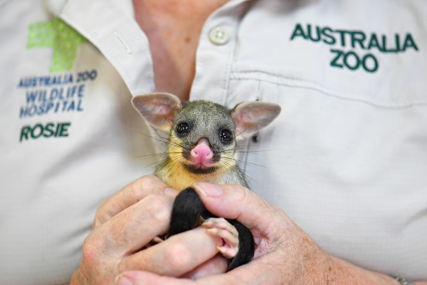 Australia Zoo Wildlife Hospital calls for action on World Wildlife Day