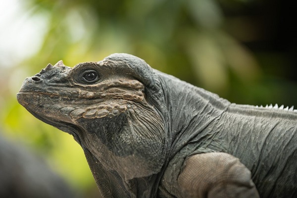Rhinoceros iguana helps Australia Zoo secure a second Guinness World Record
