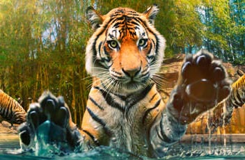 Australia Zoo tiger bites keeper on leg