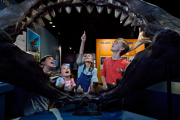 Popular demand sees extension of Australian Museum’s blockbuster Sharks exhibition