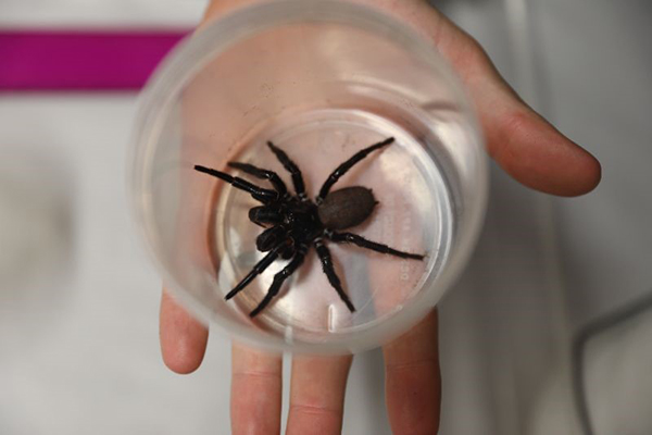 Australian Reptile Park receives largest Funnel web spider ever donated