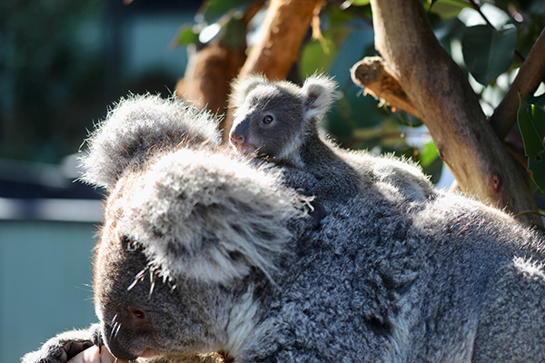 Australian Reptile Park announces successful koala breeding season