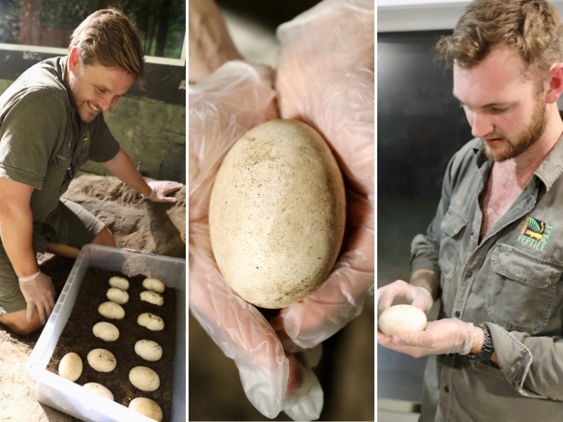 Australian Reptile Park celebrates an Australian first with successful Komodo dragon egg laying