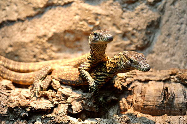 Australian Reptile Park opens first Komodo dragon hatchling exhibit 
