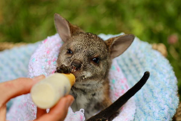 Australian Reptile Park rescues abandoned Parma wallaby joey