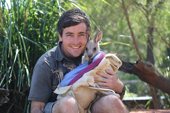 Australian Reptile Park welcomes Dundee the Eastern Grey Kangaroo as their Christmas Miracle