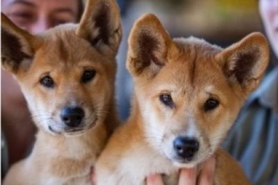 Australian Reptile Park welcomes large litter of dingo pups