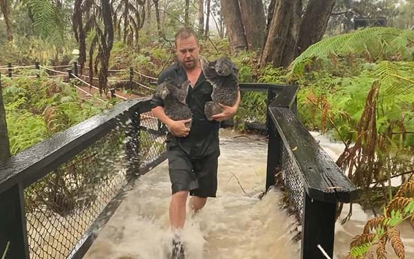 The Australian Reptile Park relocates animals following severe flooding