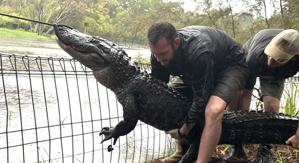 Australian Reptile Park keepers relocate Alligator after rapidly rising waters