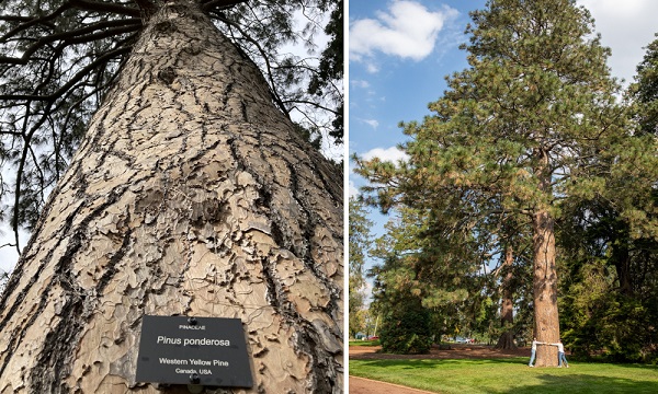 Tree at Ballarat Botanical Gardens a finalist in Victorian Tree of the Year Award