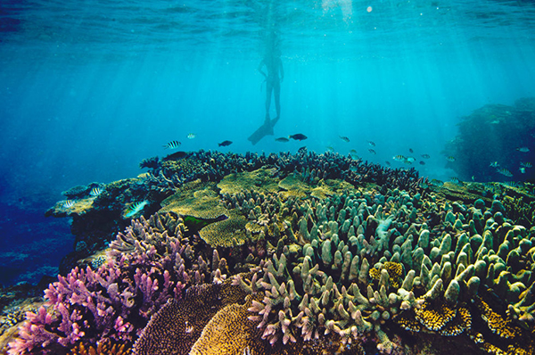 Queensland Government rejects mine to protect Reef