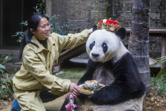 World’s oldest panda dies at age 37