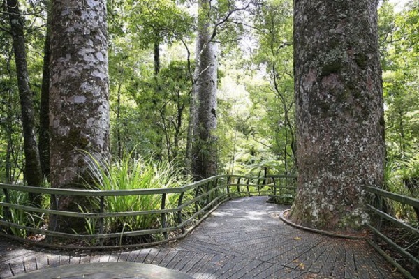 Kauri dieback fears sees closure of Bay of Islands walking trails