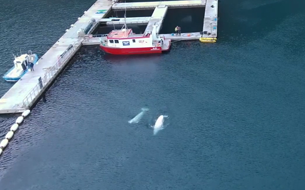 Beluga whales take their first swim in open water sanctuary