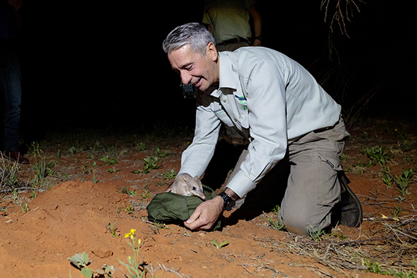 Bilbies returned to Sturt National Park after 100 year absence