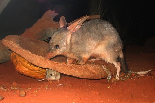 Bilbies return to NSW National Parks after near 100-year extinction