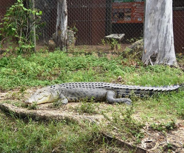 Saltwater crocodile escaped and recaptured at Billabong Sanctuary