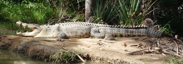 Handler injured in crocodile attack at Townsville wildlife sanctuary expected to make full recovery