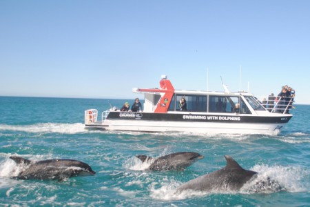 New Zealand tourism operator launches technology that talks to dolphins