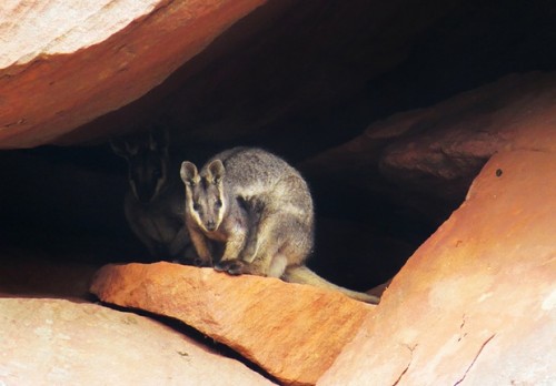 Rare wallabies spotted in Western Australian park for first time in 20 years