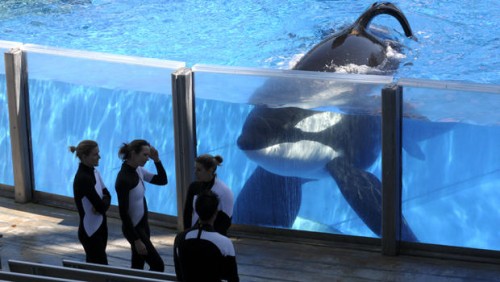 Qantas to end promotion of attractions featuring captive cetaceans