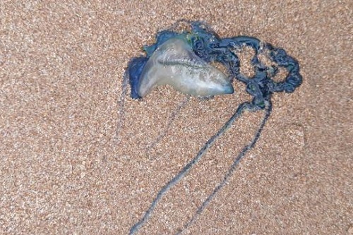 Thousands stung as record numbers of bluebottles swarm on southern Queensland beaches