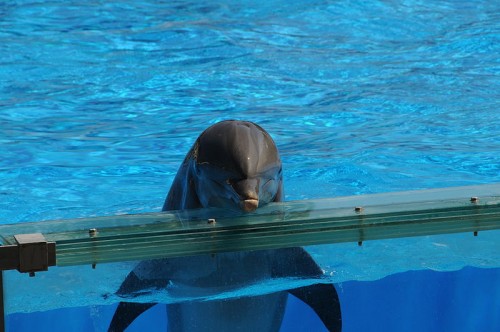 South Korean authorities investigate aquaria following dolphin death