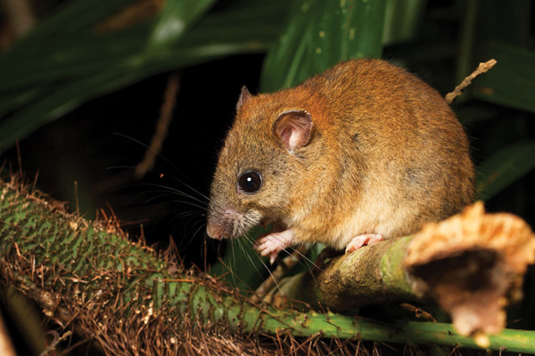 Queensland Government recognises work needed to protect biodiversity on Earth Day