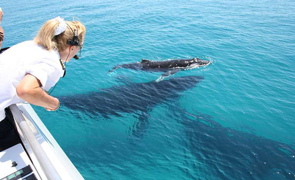 Moreton Bay whale watching venture celebrates 25th anniversary