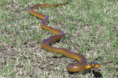 Snake bite kills Northern Territory hockey player