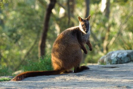 Endangered Rock-wallaby gets more parkland to call home