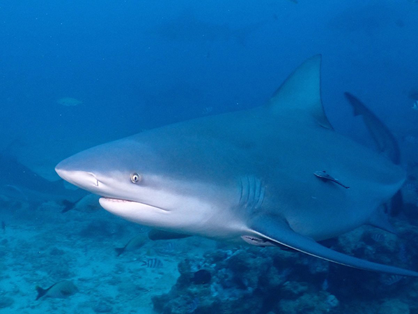 Perth’s Swan River shark attack prompts expansion of Western Australia tagging program