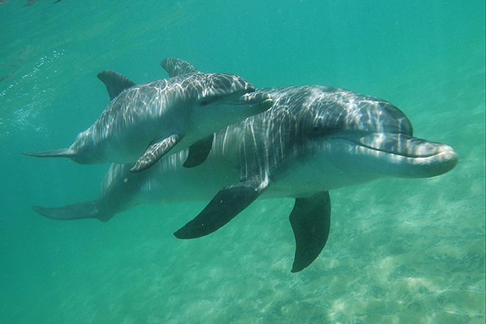 WA Dolphin Discovery Centre delivers new tourism experience and attraction