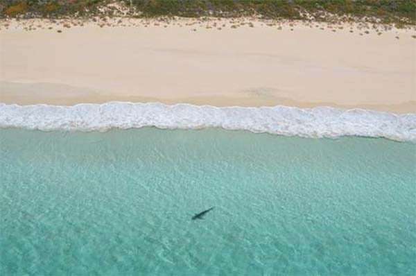 Shark monitoring receivers to be introduced at Western Australia’s Bunker Bay
