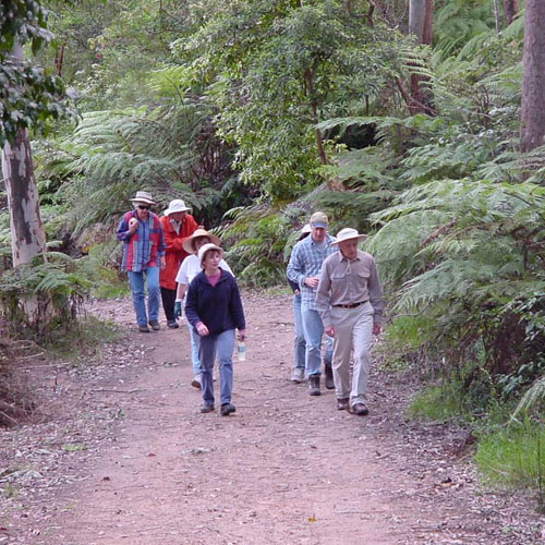 Free guided bushwalks for Hornsby community