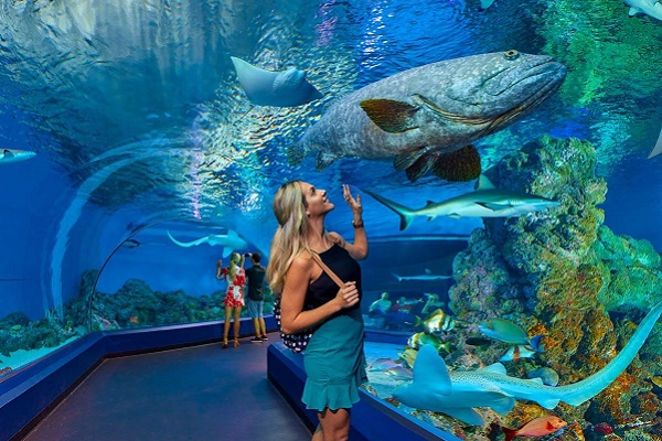 Cairns Aquarium offered for sale to new investors